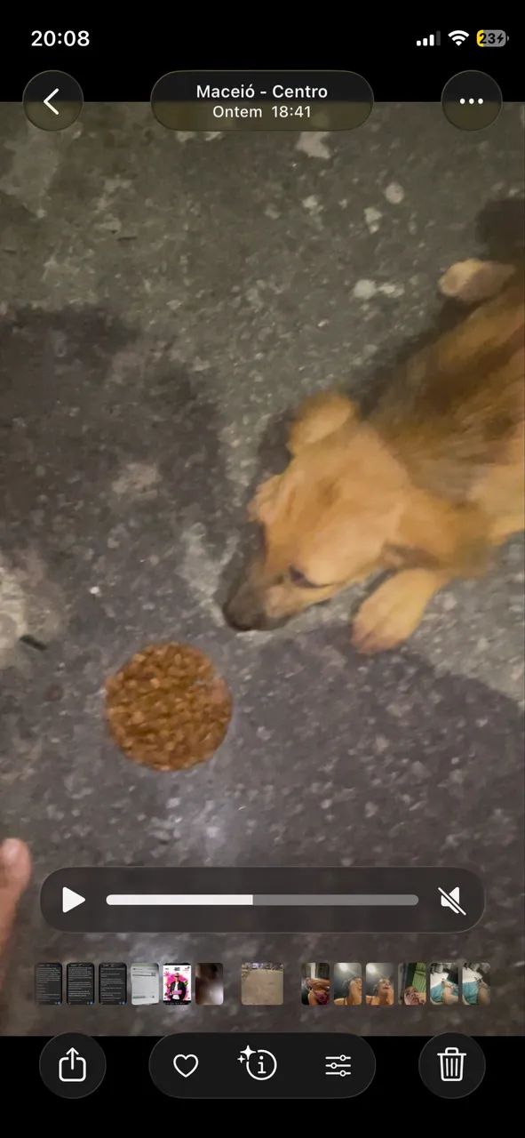 Cachorro  - Foto 3