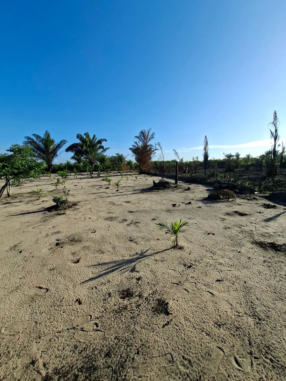 Terreno em Colares - Foto 2