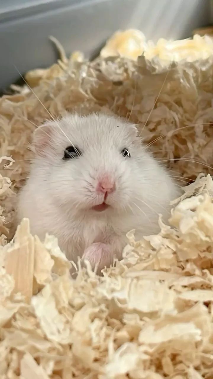 Hamster Anão russo  - Foto 2