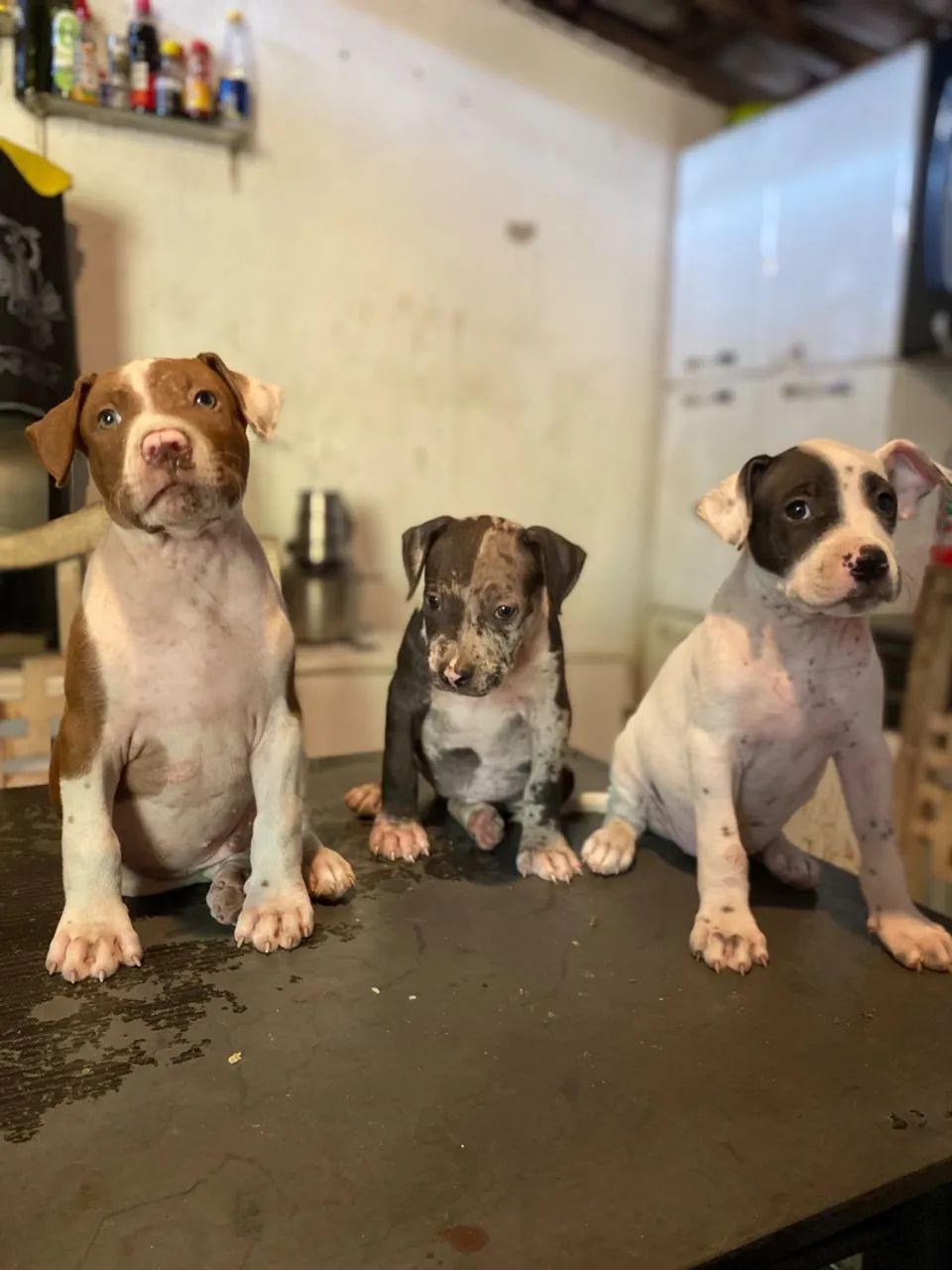 Pitbull 100 % PURO  - Foto 5