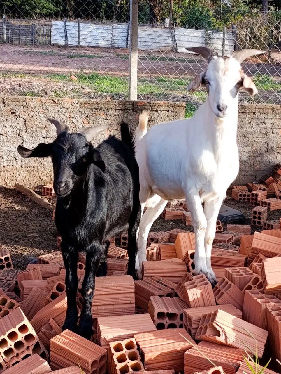 Cabrito  - Foto 5
