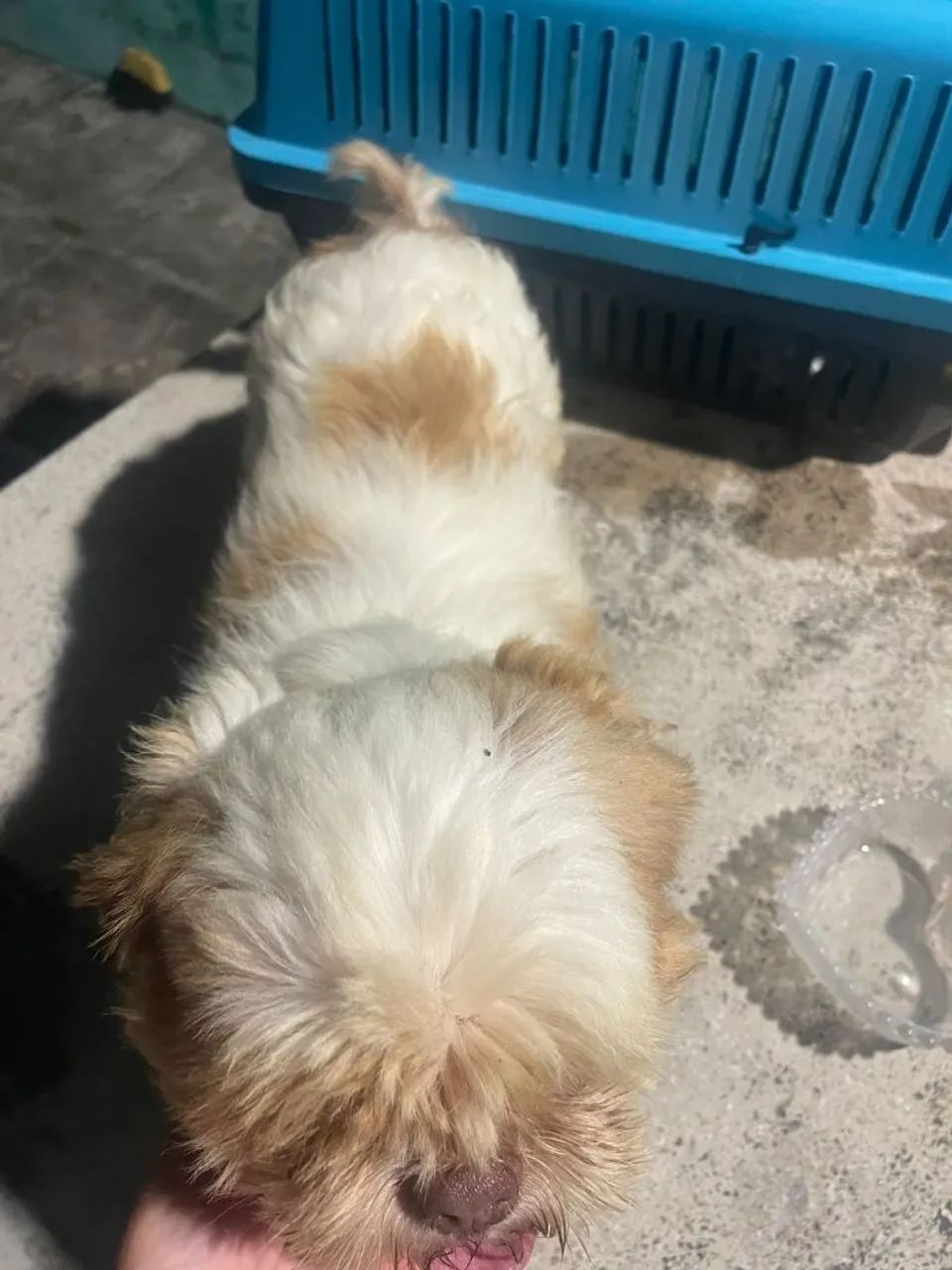 Shih Tzu macho  - Foto 5