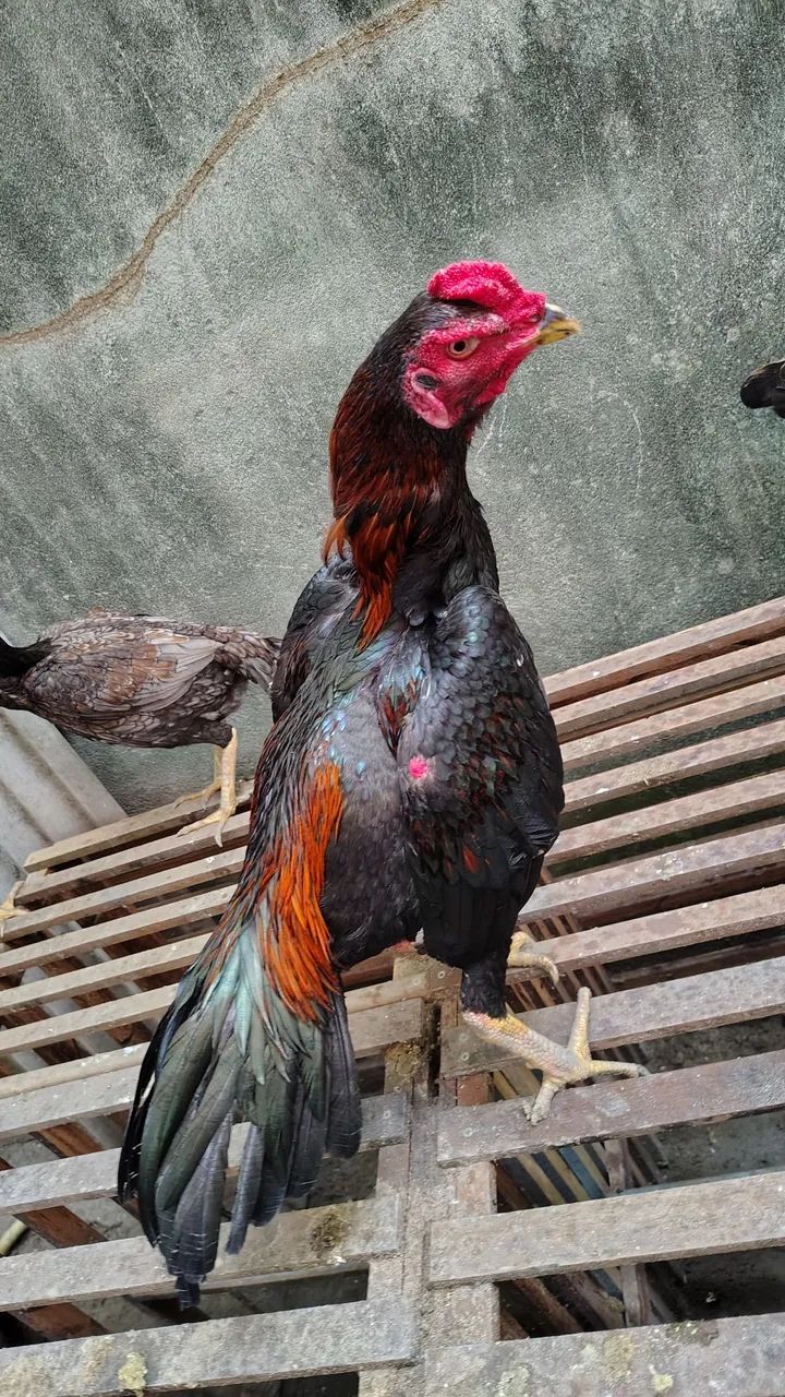 Frangos da raça Mura com 10 meses em torno de 3 kg valor unitário a partir de r$ 300 - Foto 4