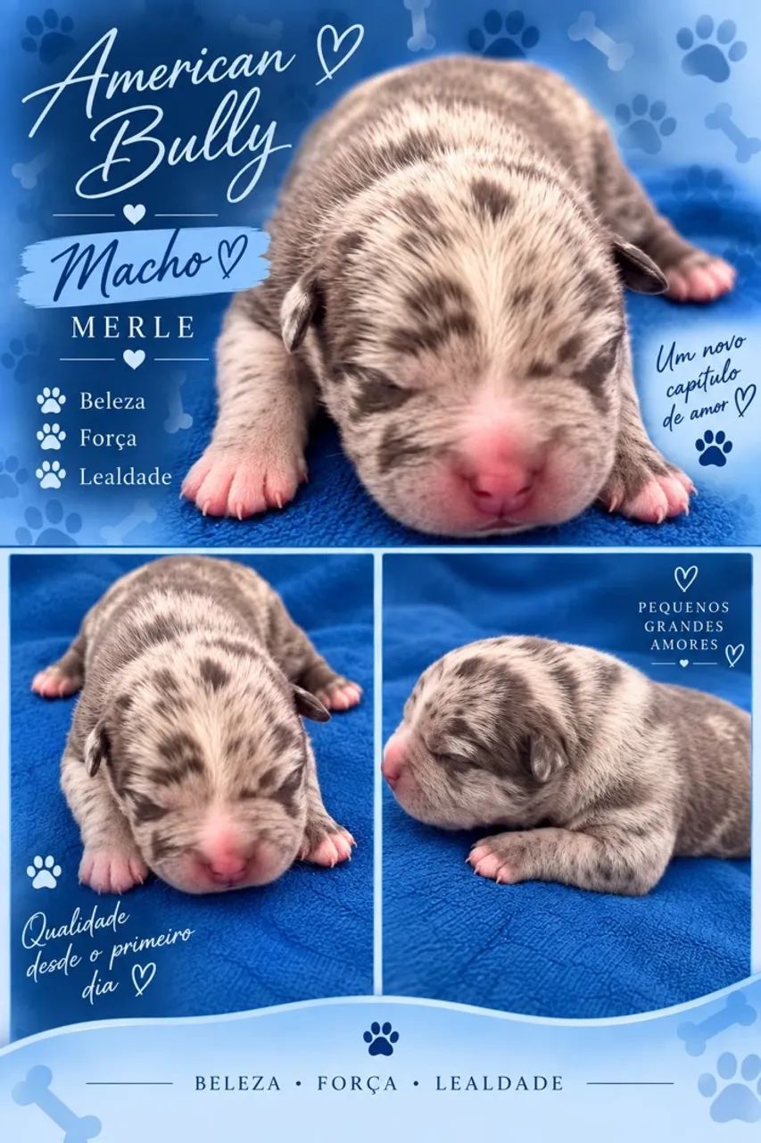 Filhotes American Bully  - Foto 2
