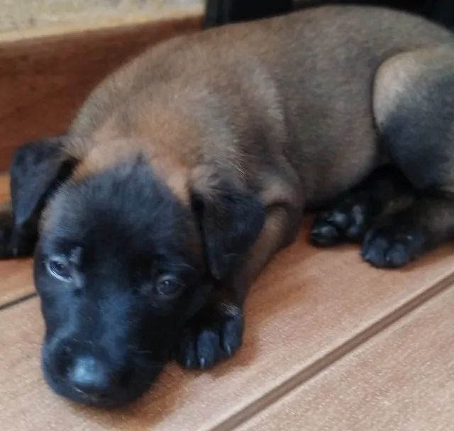 Pastor Belga malinois  - Foto 3