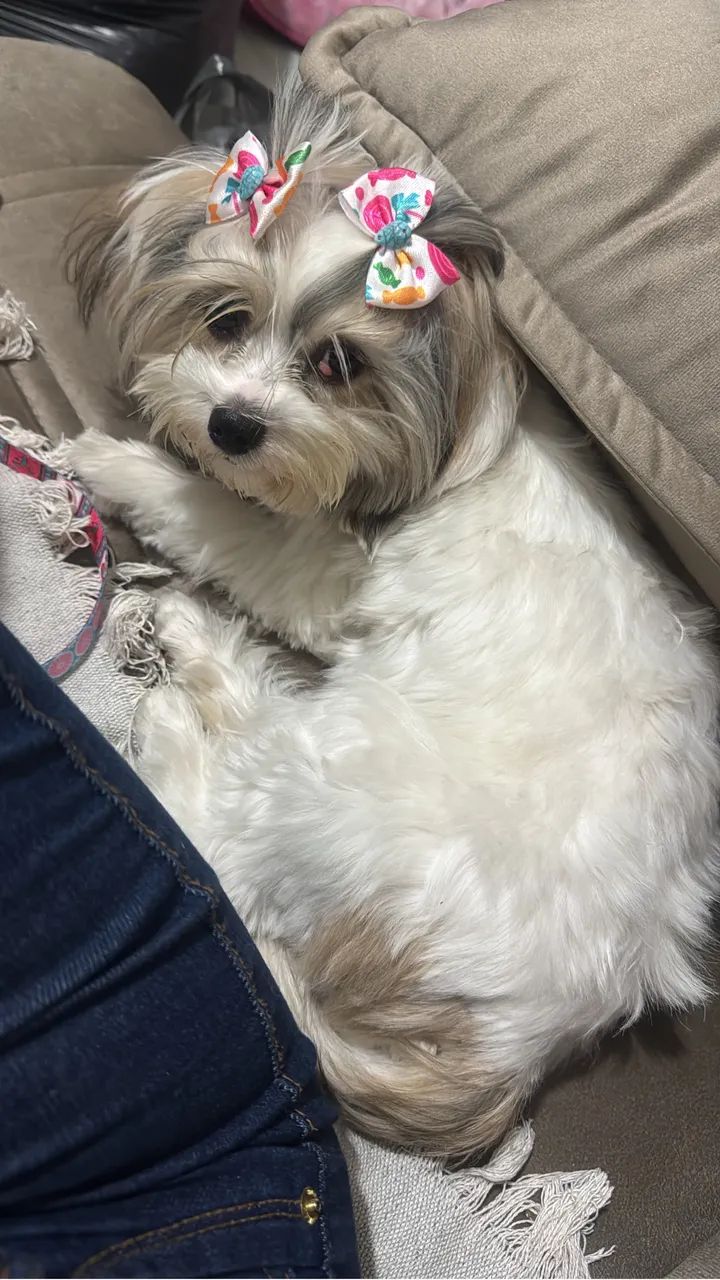 Shih tzu - Foto 2