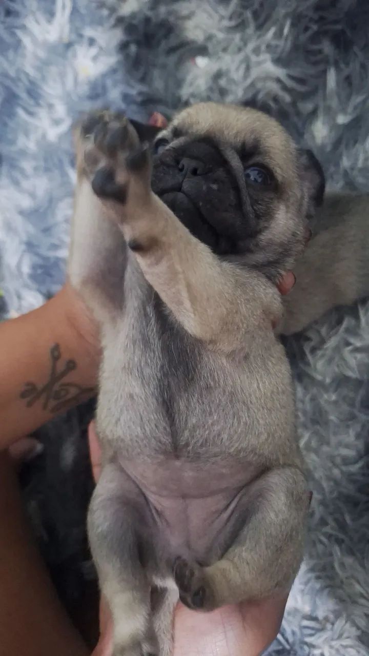 Filhotes de pug - Foto 3