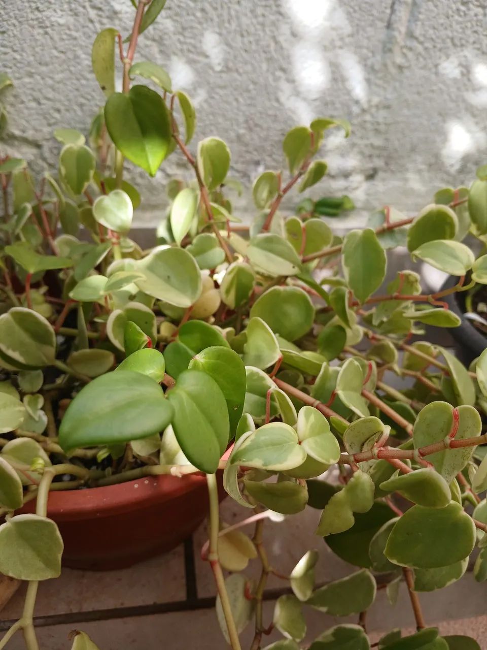 Peperomia