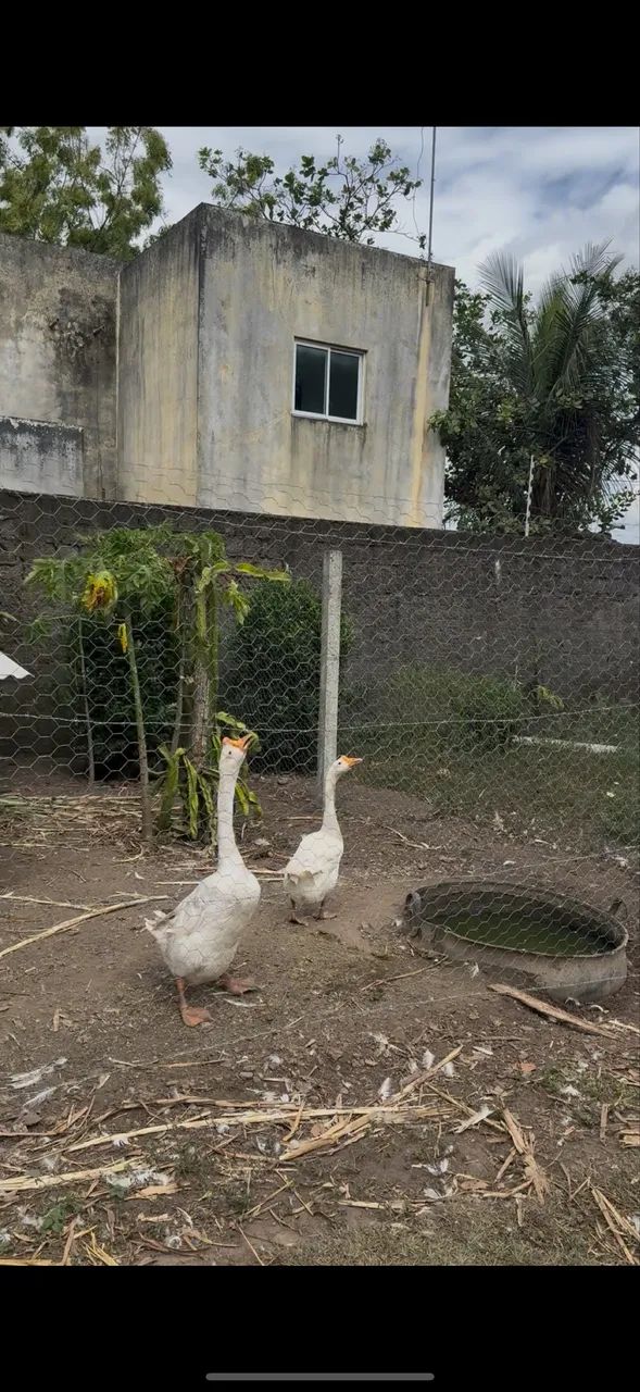 Vendo ganso sinaleiro chinês  - Foto 3