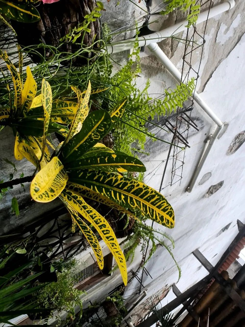 Plantas e materias - Foto 4