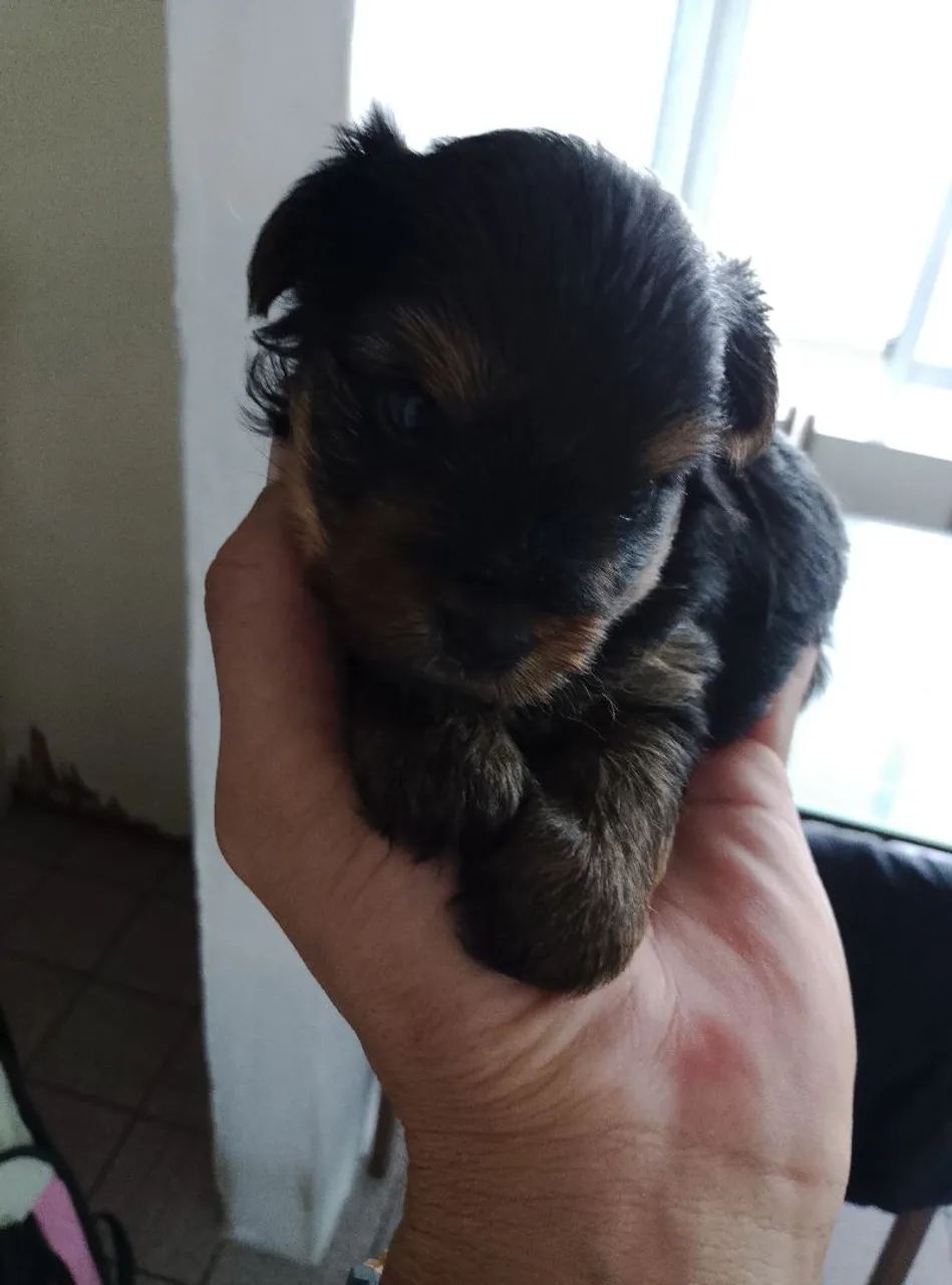 Filhotes yorkshire terrier 