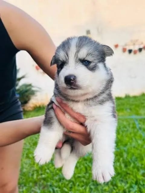 Doação de Husky - Foto 2