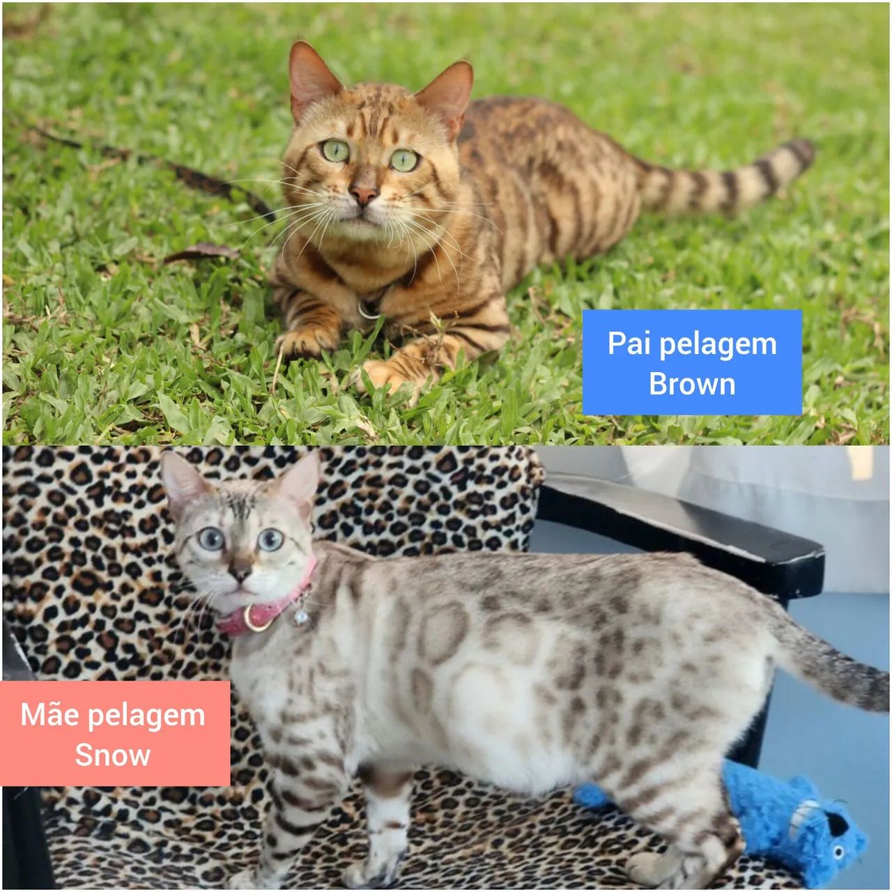Filhotes de gato Bengal  - Foto 3