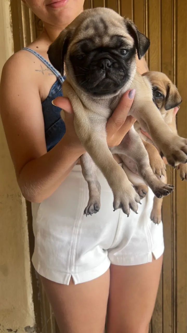 Pug - Foto 4