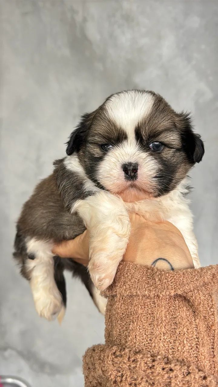 Shihtzus bebês  - Foto 3