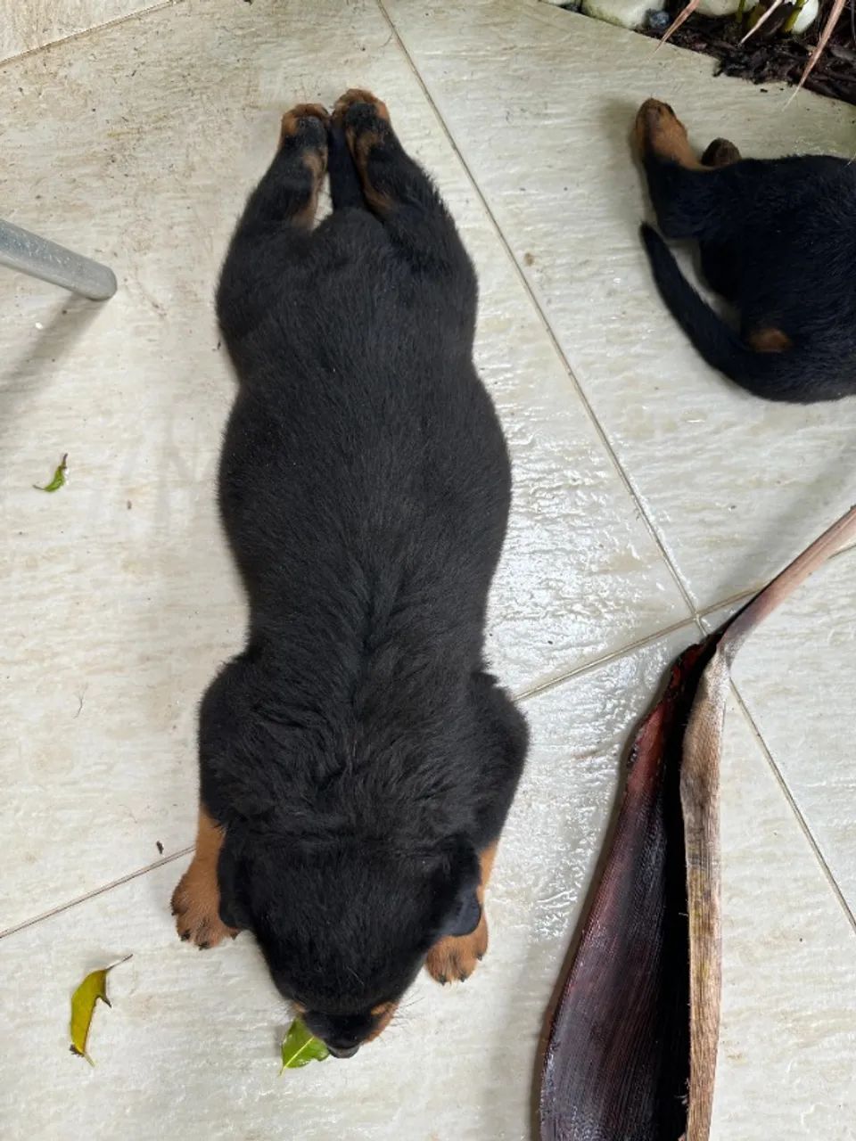 ROTTWEILER - Foto 2