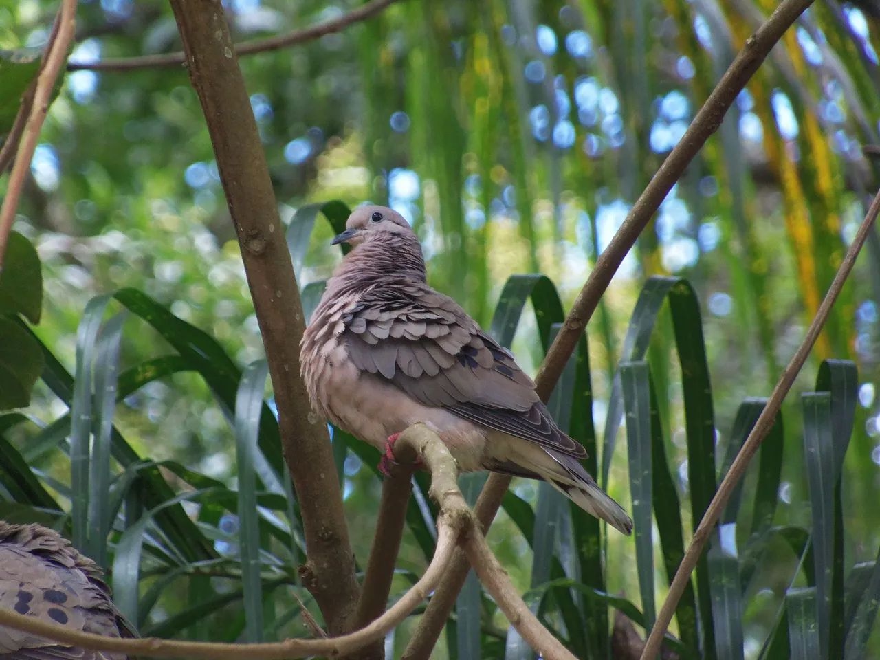 Câmera fotográfica nikon l315 - Foto 5