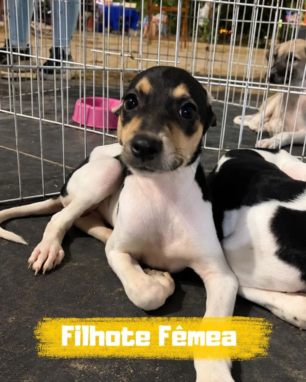 Filhotes disponíveis 