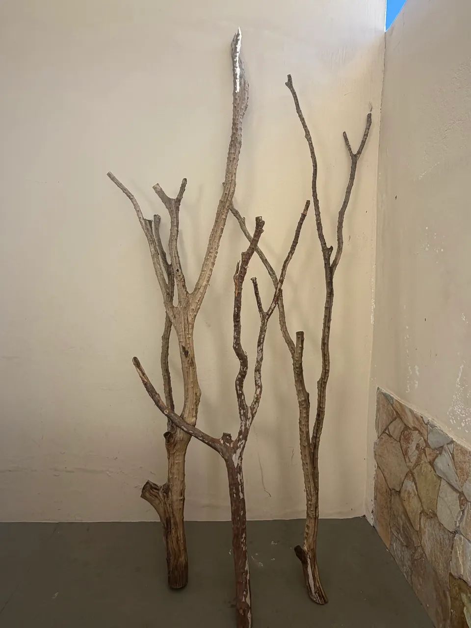 Galhos jabuticaba 