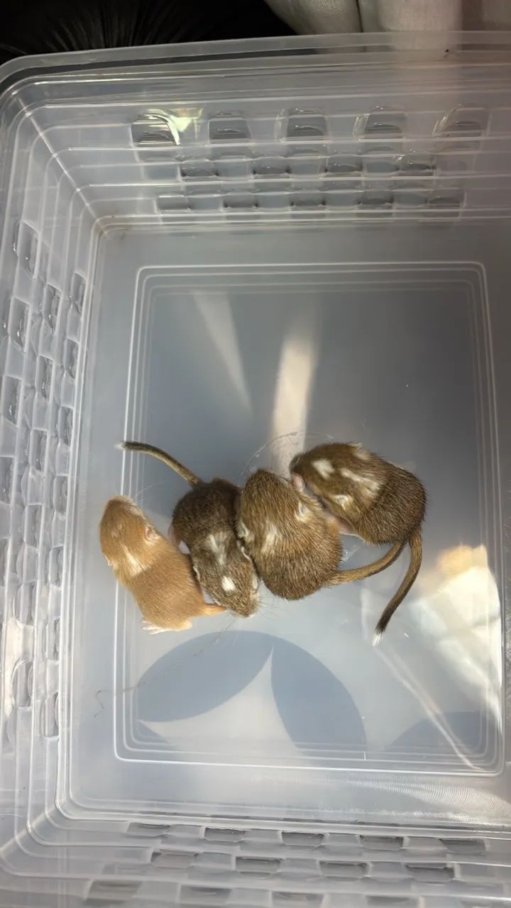 Gerbil esquilo da Mongólia ramister  - Foto 4