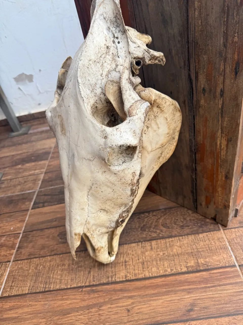 Troféu antigo crânio de cavalo  - Foto 4