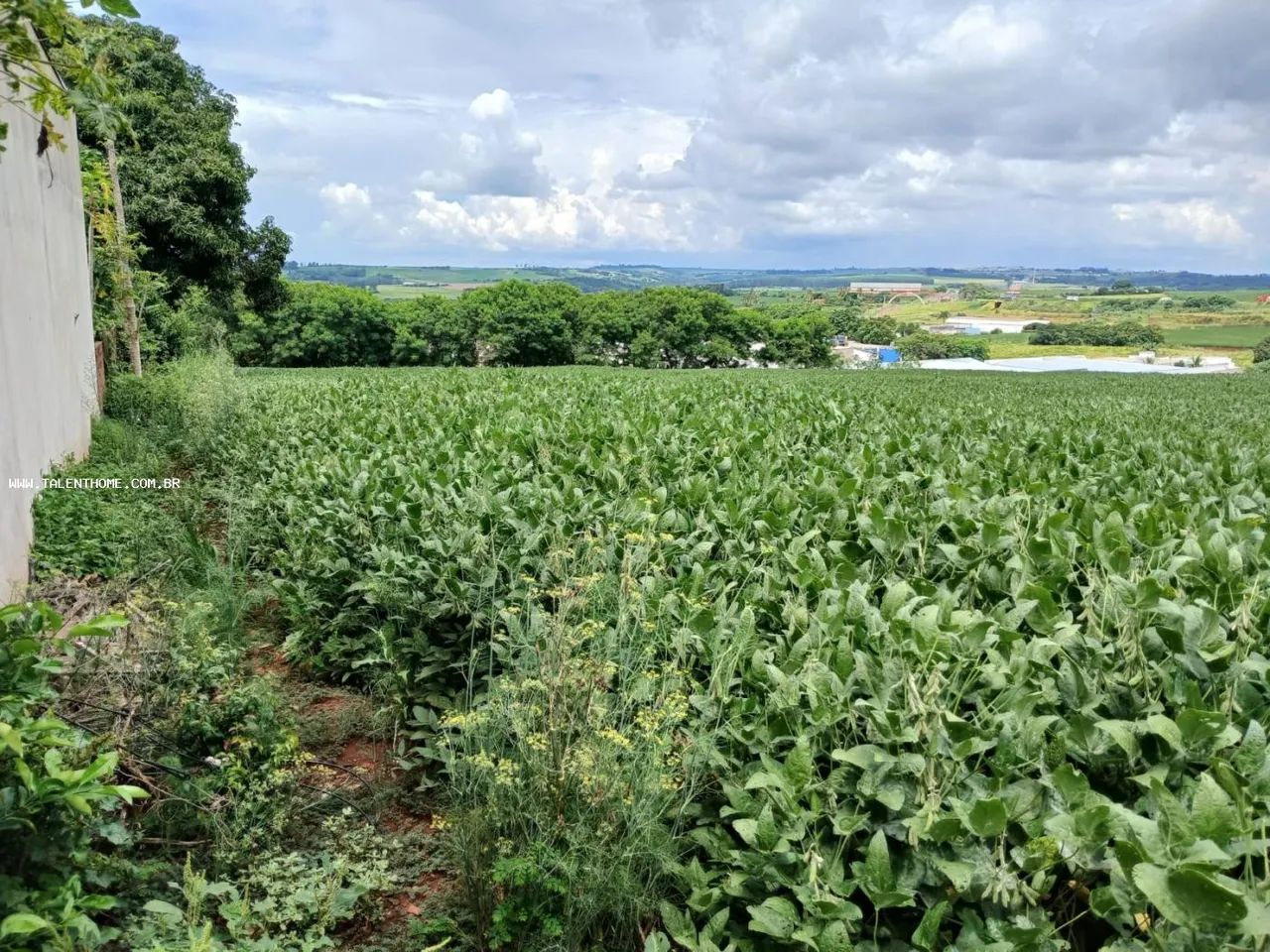 Terreno para Venda em Marialva, Centro