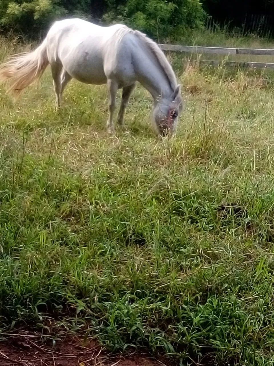 Pitissa boa de carroça e montaria - Foto 2