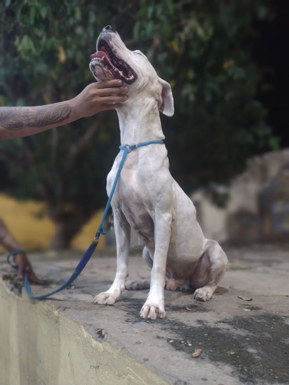Pitbull - Foto 2