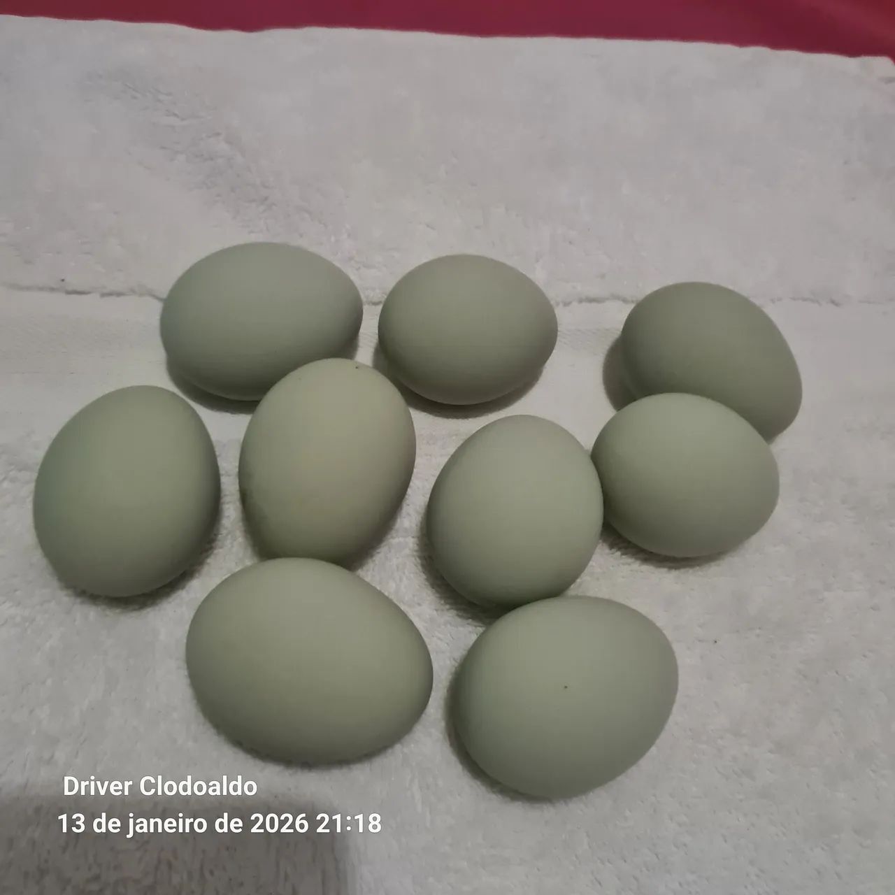 Ovos ferteis de galinha Ameraucana 