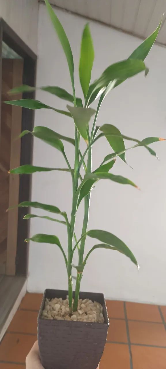 Bambu da sorte  - Foto 2
