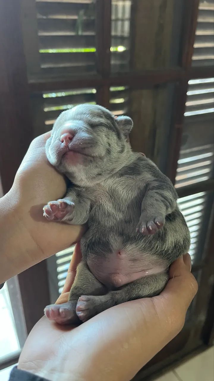 Filhotes de buldogue francês  - Foto 5