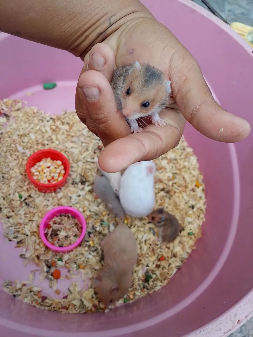 Hamster filhotes - Foto 3