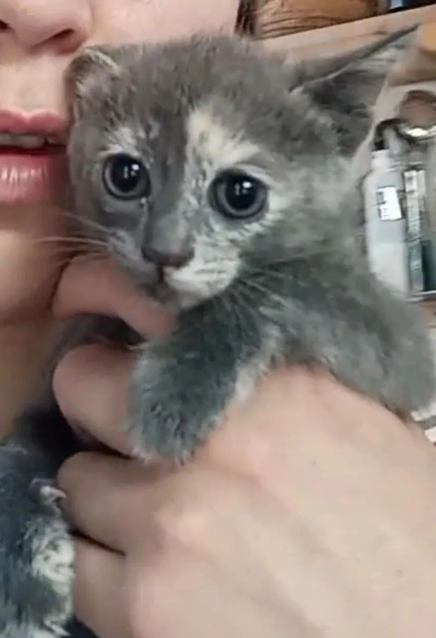 Doação de gato filhote  - Foto 4