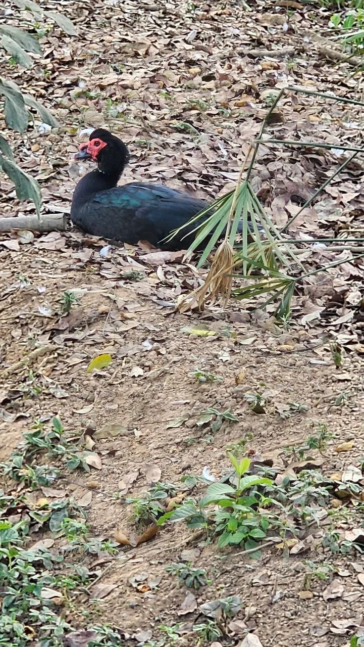 Patos - Foto 3