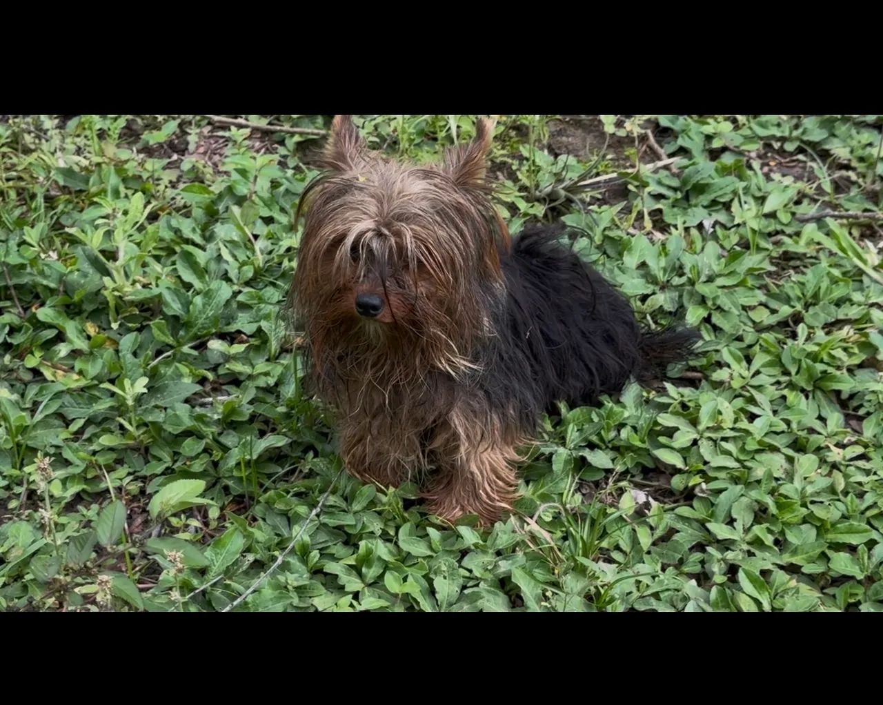 Yorkshire Terrier macho  - Foto 3