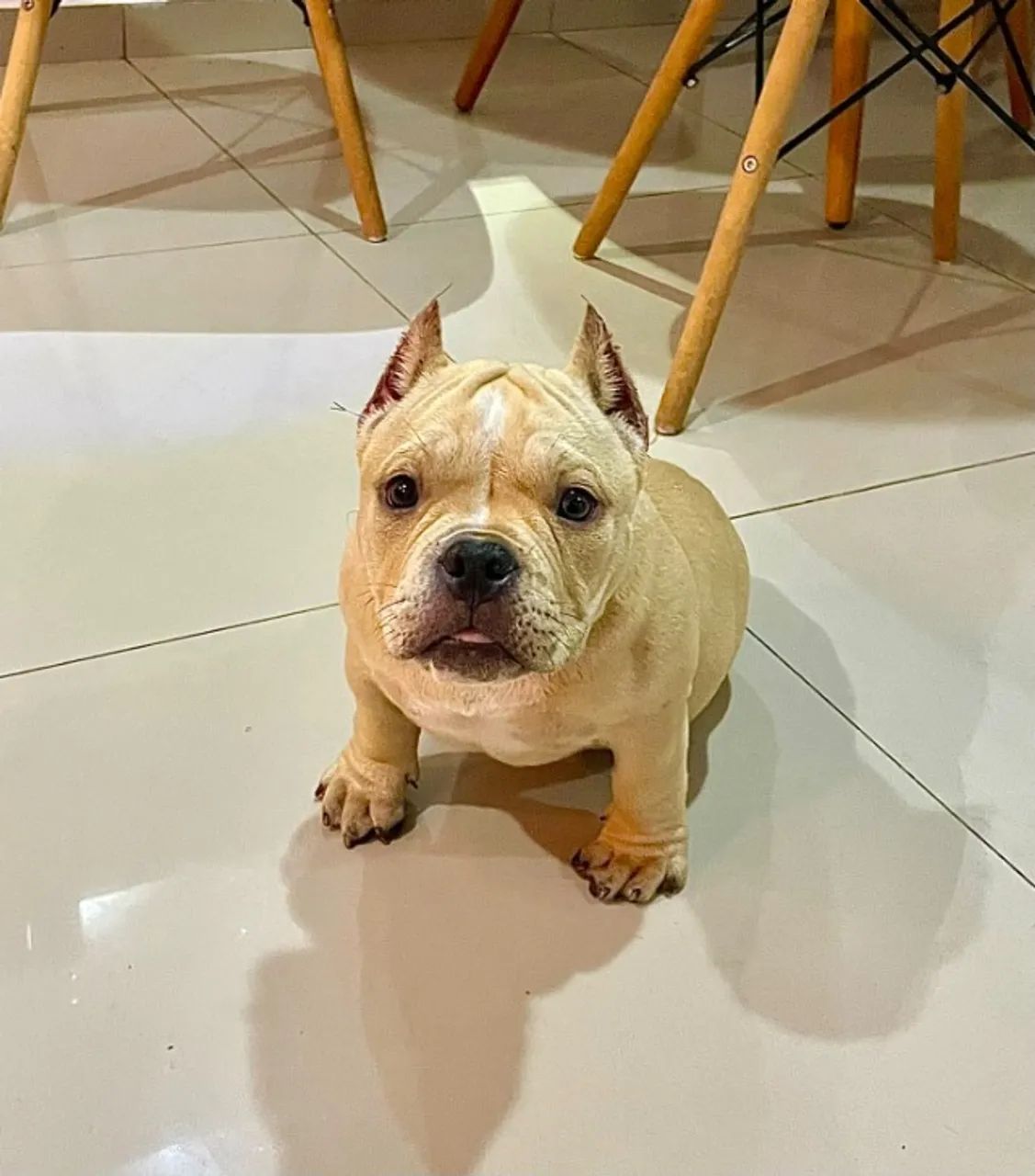 American bully micro  - Foto 4