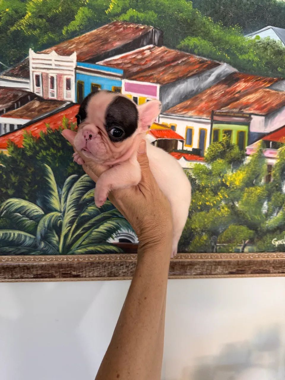 Buldogue Francês  - Foto 2