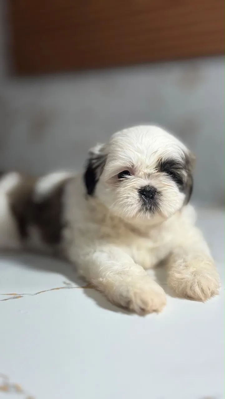 Cachorro shitszu  - Foto 2