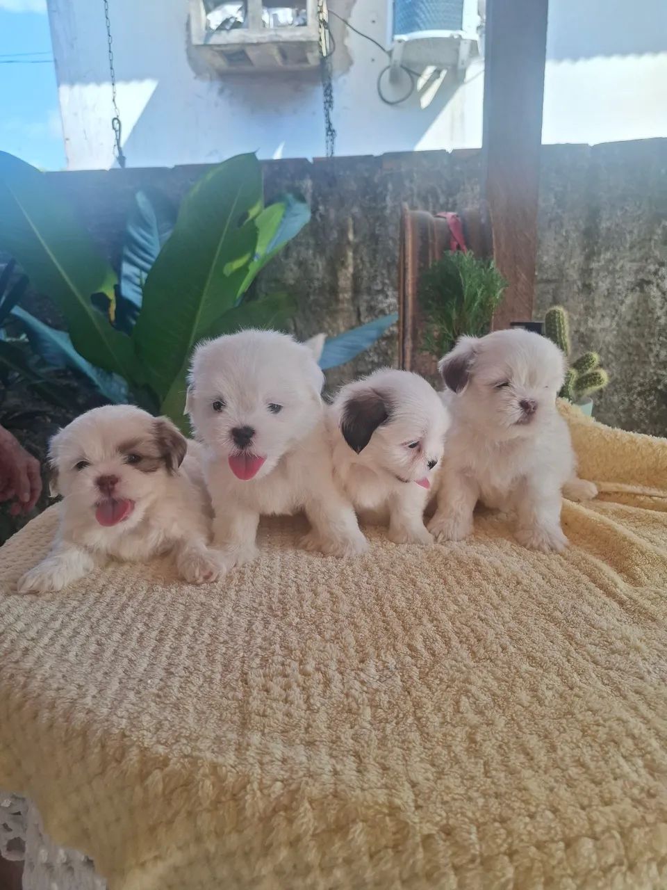 Shitzu branquinho a venda - Foto 2