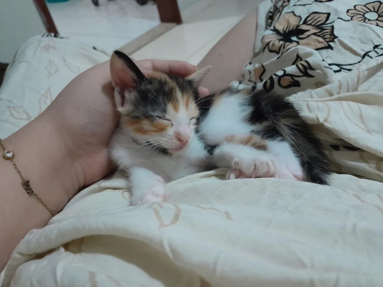 Doação de gatos - Foto 4