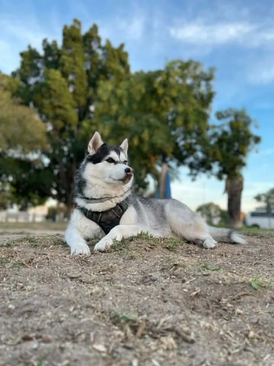 husky siberiano  - Foto 5