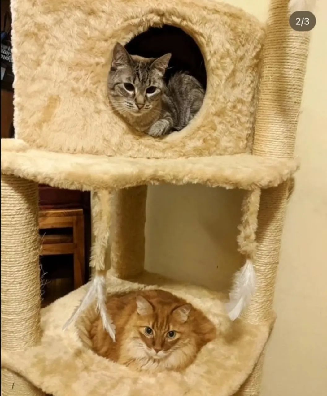 ARRANHADORES PERSONALIZADOS EM GATOS