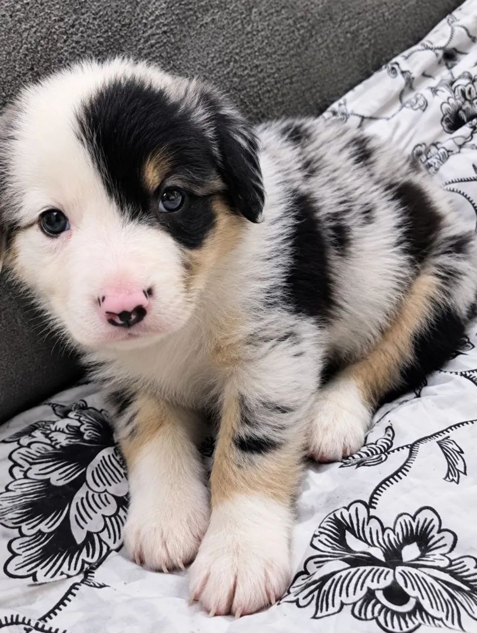 Border Collie