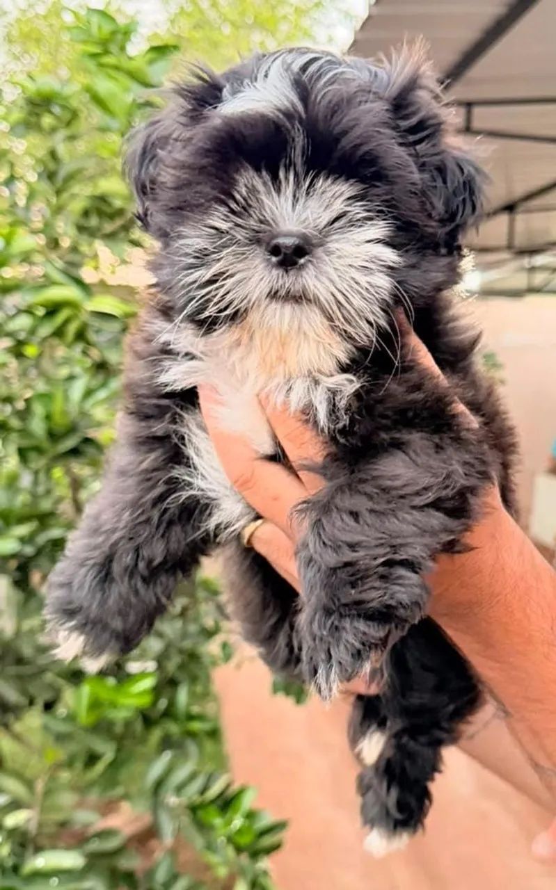 Lhasa Apso - Foto 2