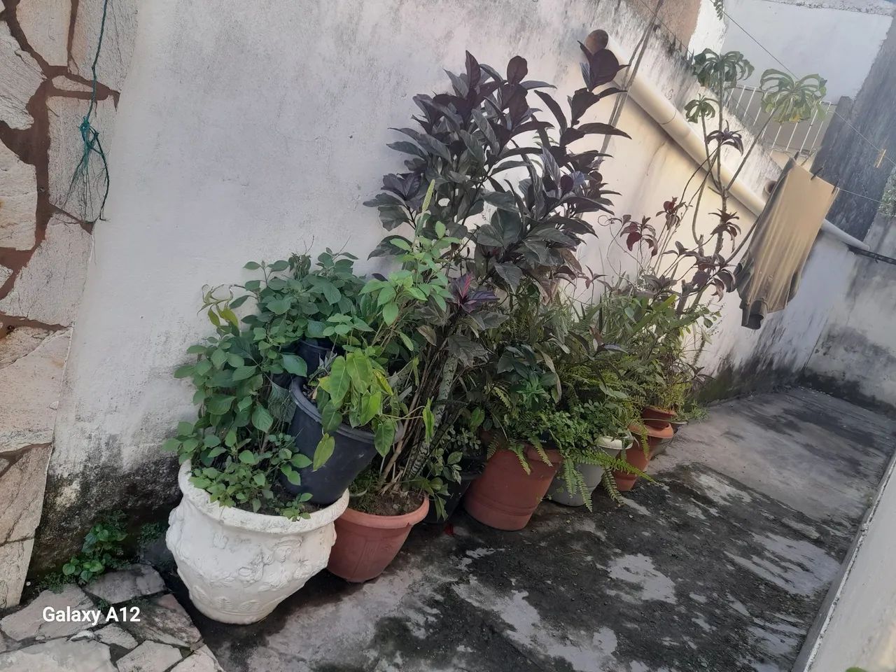 Doação de plantas - Foto 2