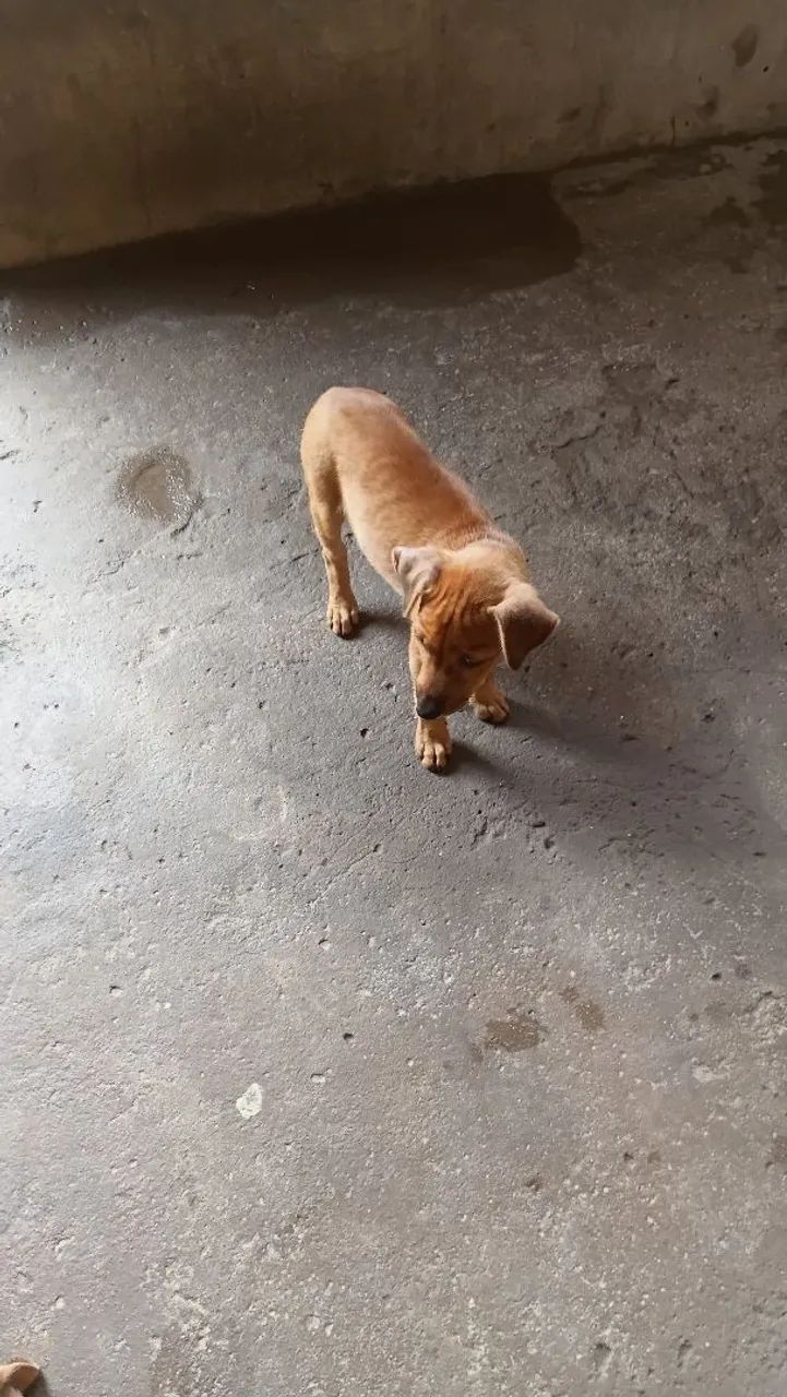 Animal para doação