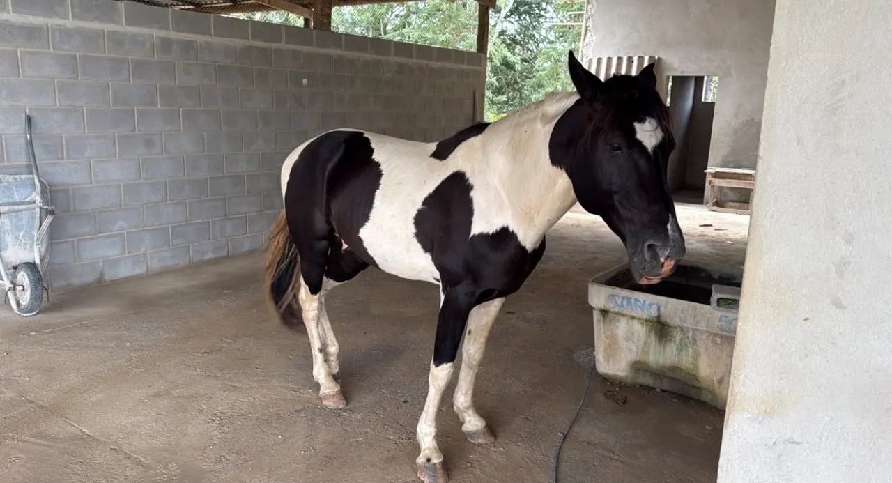 Cavalo  - Foto 2