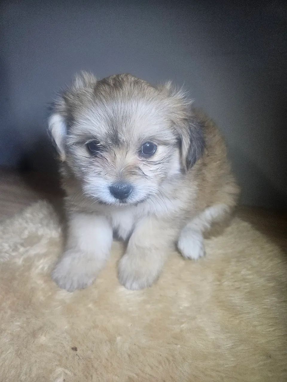 Cachorro spitz-alemão - Foto 5