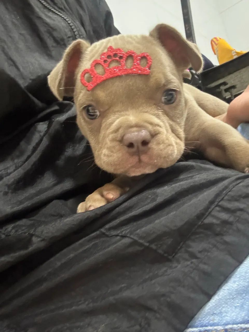 Bully  micro  - Foto 2