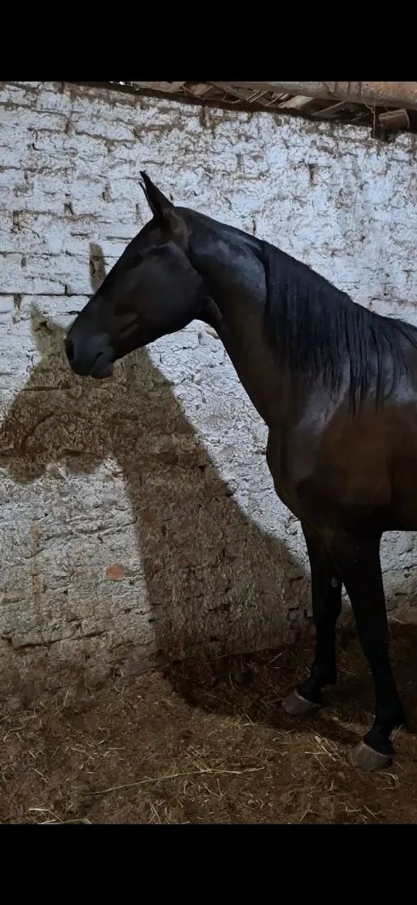 CASTRADO LUXO (marcha picada) - Foto 5